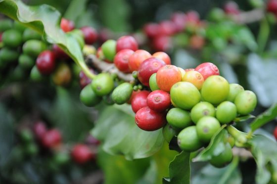 From Farm to Cup: How Origin Influences the High quality of Espresso Beans