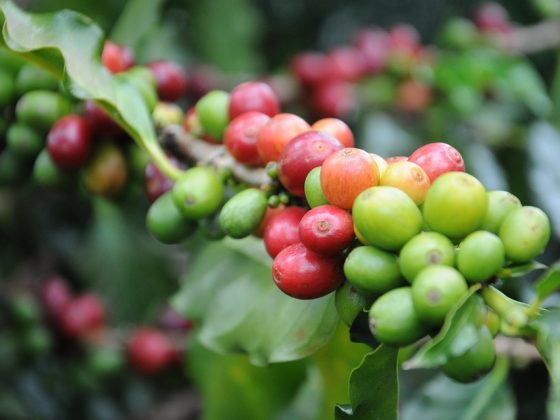 From Farm to Cup: How Origin Influences the High quality of Espresso Beans