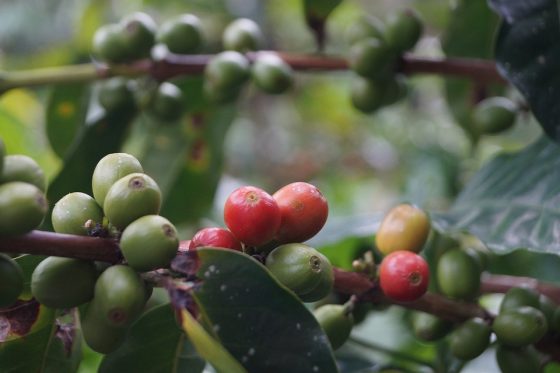 Find out how to Grind Espresso Beans Like a Professional: Ideas and Strategies for the Excellent Brew