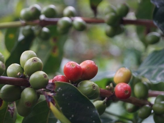 Find out how to Grind Espresso Beans Like a Professional: Ideas and Strategies for the Excellent Brew