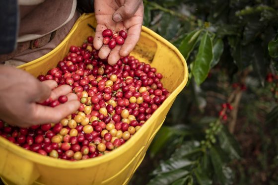 Keep Caffeinated on-the-Go along with Starbucks Espresso Vacationers