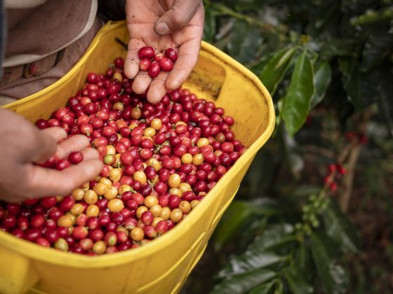 Keep Caffeinated on-the-Go along with Starbucks Espresso Vacationers