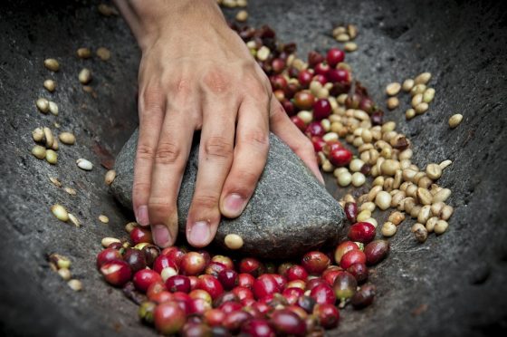 The Well being Advantages of Espresso Beans: Extra Than Only a Morning Decide-Me-Up