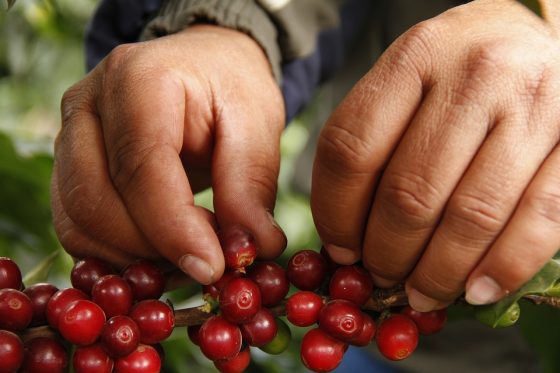 The Science Behind the Excellent Espresso Bean Mix