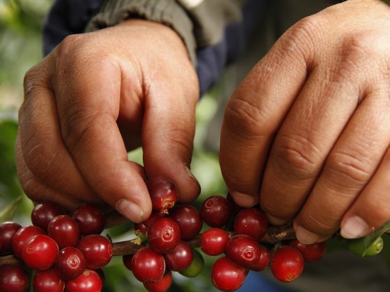 The Science Behind the Excellent Espresso Bean Mix