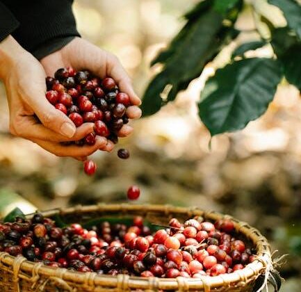 The whole lot You Have to Know About Espresso Bean Crops!
