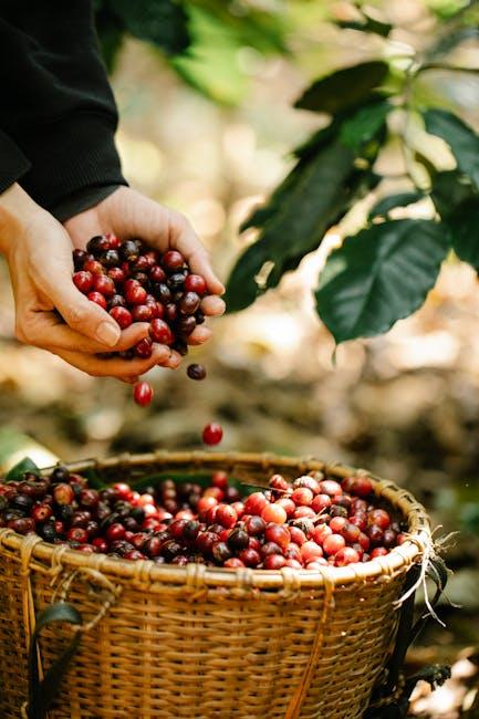 The whole lot You Have to Know About Espresso Bean Crops!