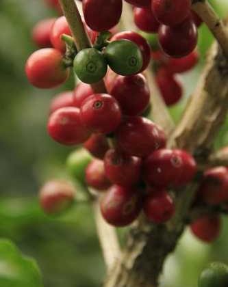 Brewing Fundamentals: The Lowdown on Espresso Bean Vegetation!