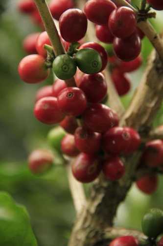 Brewing Fundamentals: The Lowdown on Espresso Bean Vegetation!