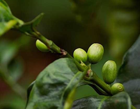 Why Rising Espresso Beans at House is a Should-Attempt Journey!