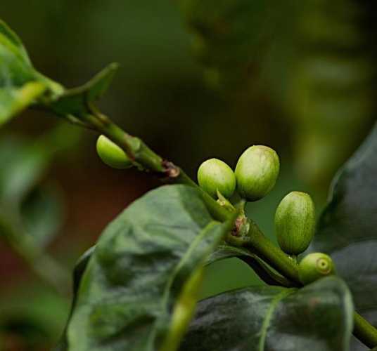 Why Rising Espresso Beans at House is a Should-Attempt Journey!