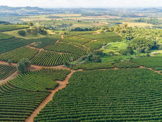 The Hole Harvest: Why Your Morning Cup Tastes… Completely different