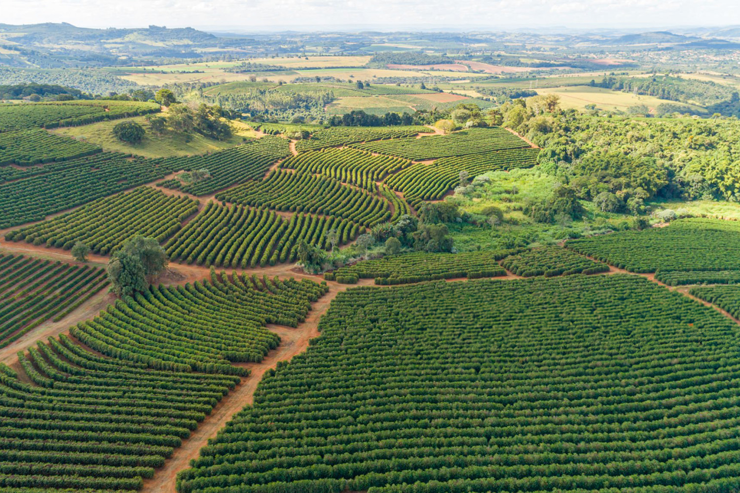 The Hole Harvest: Why Your Morning Cup Tastes… Completely different