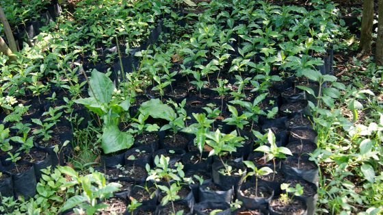 Can A Biopolymer Shield Espresso Vegetation From Local weather Change?