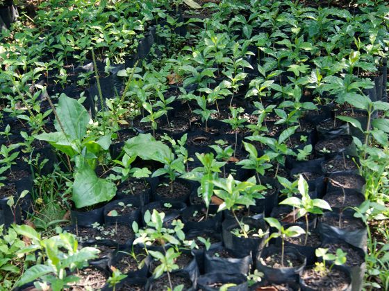 Can A Biopolymer Shield Espresso Vegetation From Local weather Change?