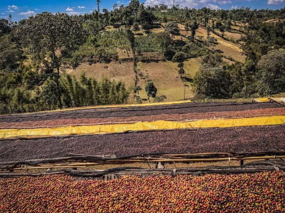 Custom Meets Innovation: Mocha Java Espresso Blends