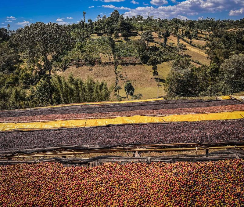 Custom Meets Innovation: Mocha Java Espresso Blends