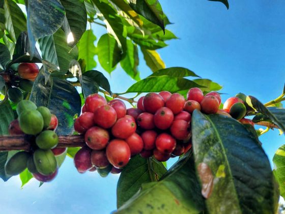 What Is Liberica Espresso? All About This Re-Rising Species