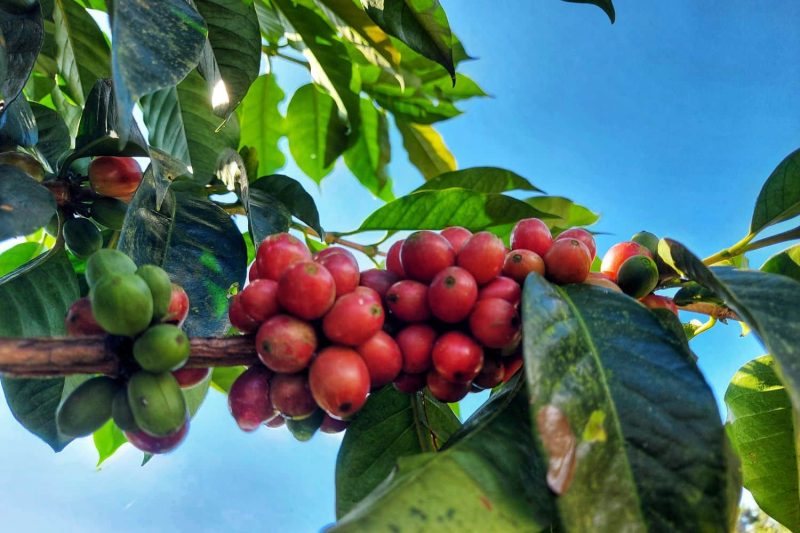What Is Liberica Espresso? All About This Re-Rising Species
