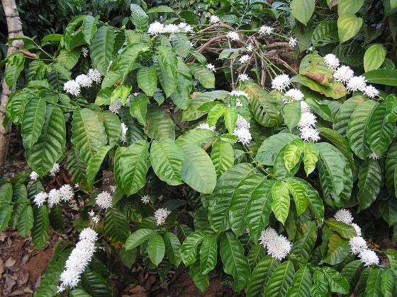 Robusta, Liberica, and Excelsa Espresso Critiques