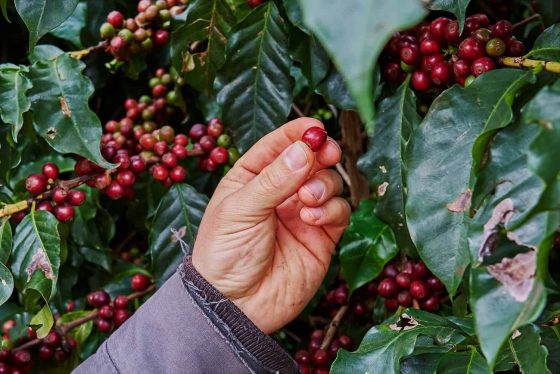 Brazilian vs Colombian Espresso: Is There a Winner?