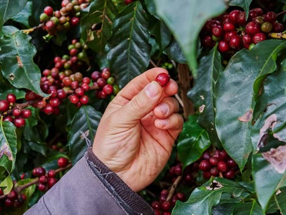 Brazilian vs Colombian Espresso: Is There a Winner?