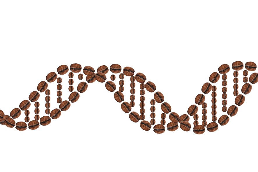 Is Espresso The New Key To Gene Enhancing And Most cancers Remedy?