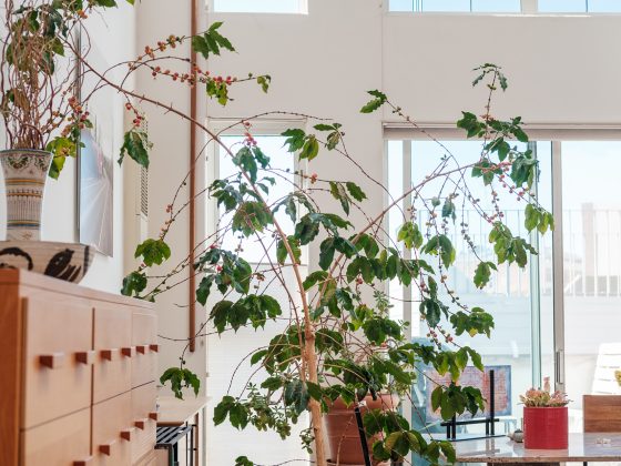 A Espresso Plant Grows In San Francisco