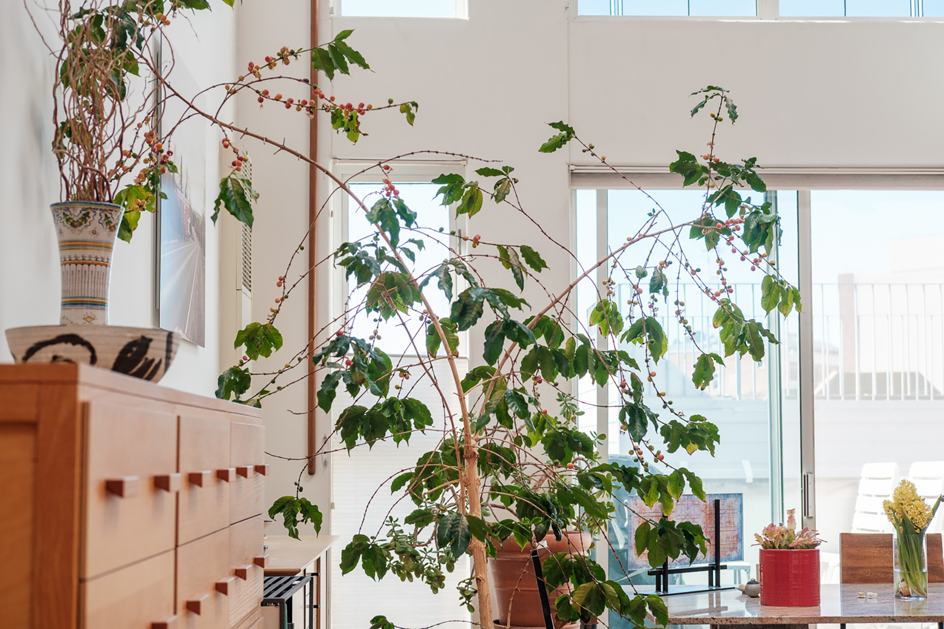 A Espresso Plant Grows In San Francisco