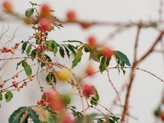 So You Need To Develop A Espresso Shrub: 5 Suggestions To Assist Your Arabica Houseplant Flower