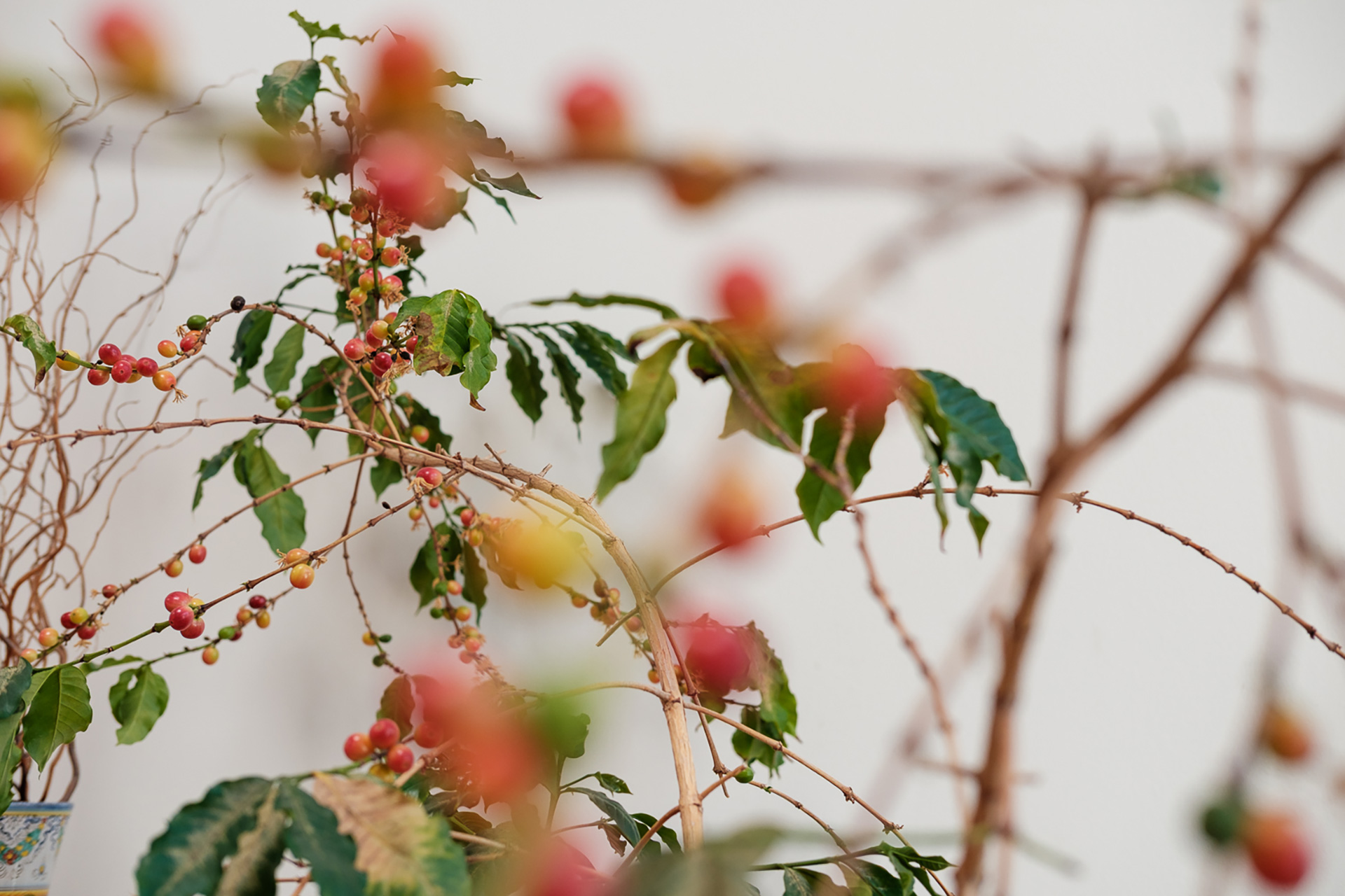 So You Need To Develop A Espresso Shrub: 5 Suggestions To Assist Your Arabica Houseplant Flower