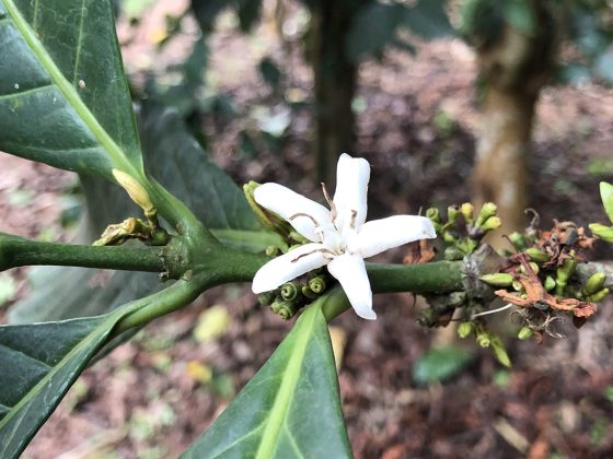 Researchers At Kew Gardens Simply Discovered A Promising New Espresso Hybrid