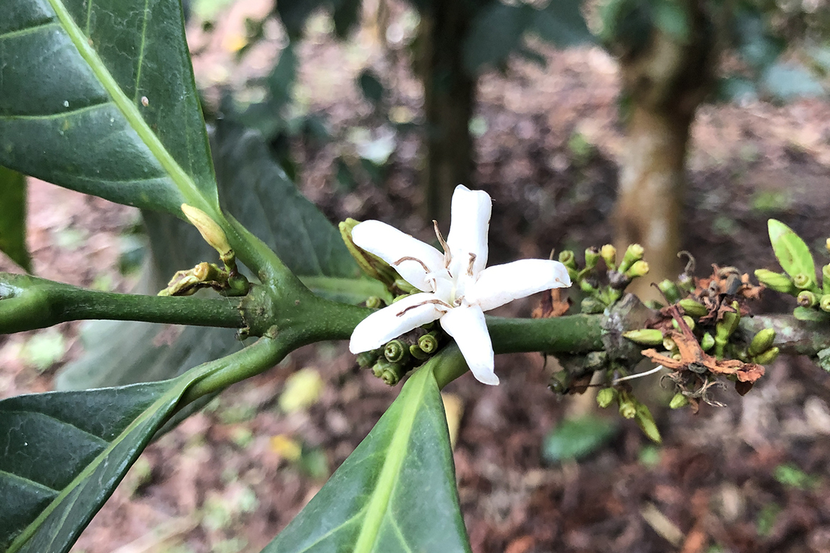 Researchers At Kew Gardens Simply Discovered A Promising New Espresso Hybrid