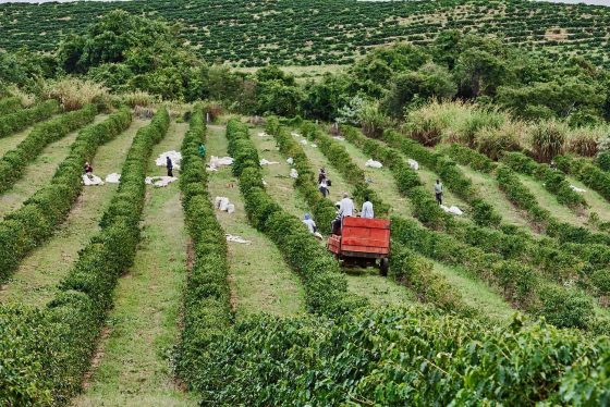 Brazilian Espresso: The Final Information