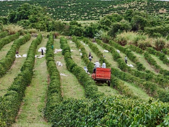 Brazilian Espresso: The Final Information