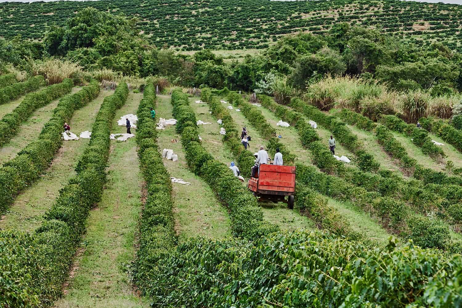 Brazilian Espresso: The Final Information