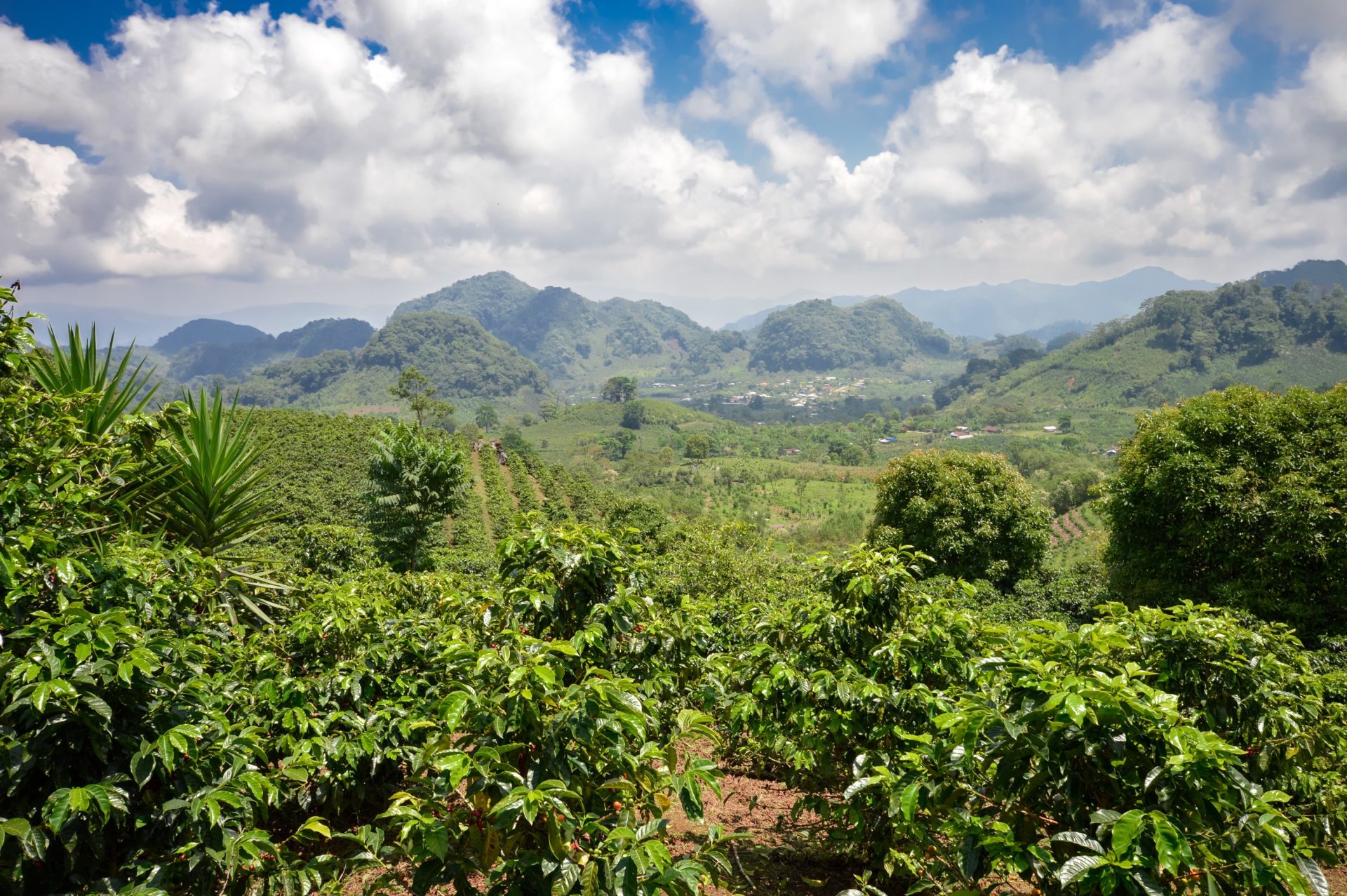 EU Regulation Requires Paying Espresso Farmers A Residing Wage, And The Largest Firms Aren’t Ready