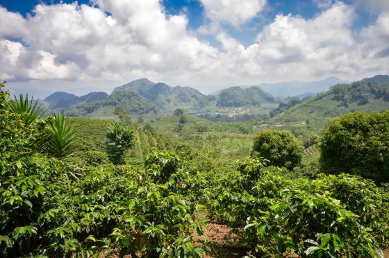EU Regulation Requires Paying Espresso Farmers A Residing Wage, And The Largest Firms Aren’t Ready