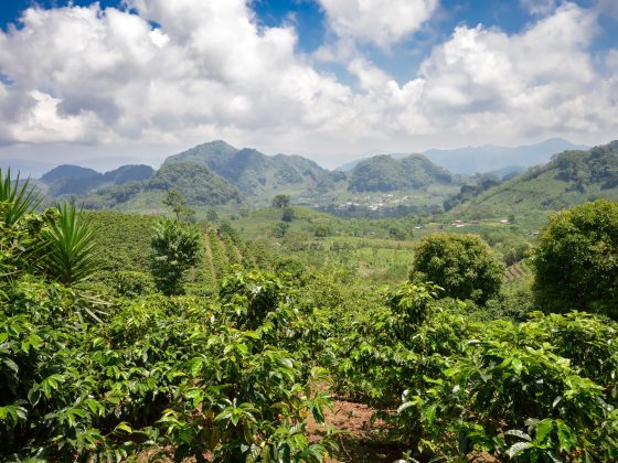 EU Regulation Requires Paying Espresso Farmers A Residing Wage, And The Largest Firms Aren’t Ready