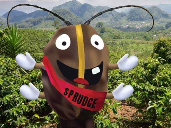 Espresso Borer Beetles Are Making Houses For The Ants That Hunt Them