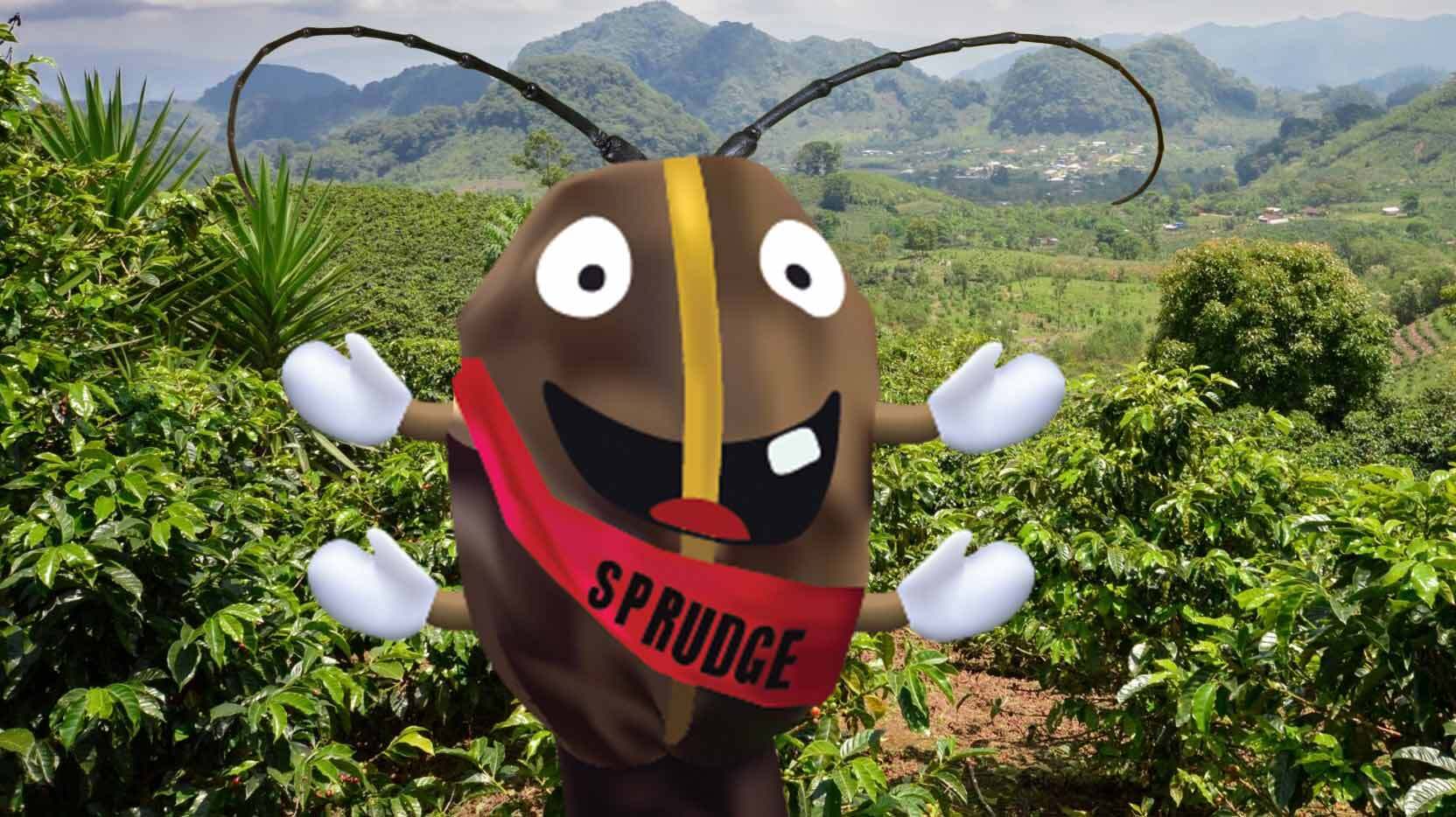 Espresso Borer Beetles Are Making Houses For The Ants That Hunt Them