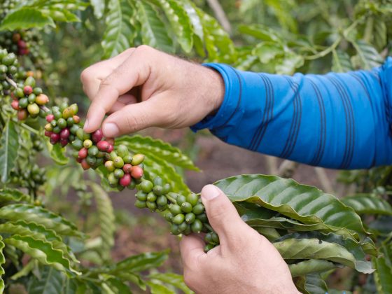 An “Web Fable”: Research Finds Robusta Could Not Be The Reply To Local weather Change After All