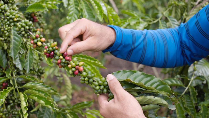 An “Web Fable”: Research Finds Robusta Could Not Be The Reply To Local weather Change After All