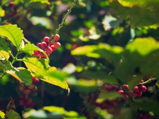 Southern Italy Is Now Appropriate For Rising Espresso