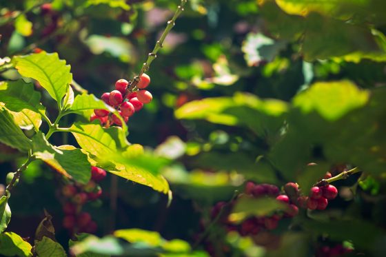Southern Italy Is Now Appropriate For Rising Espresso