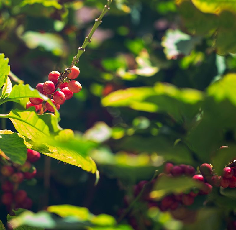 Southern Italy Is Now Appropriate For Rising Espresso