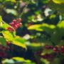 Southern Italy Is Now Appropriate For Rising Espresso